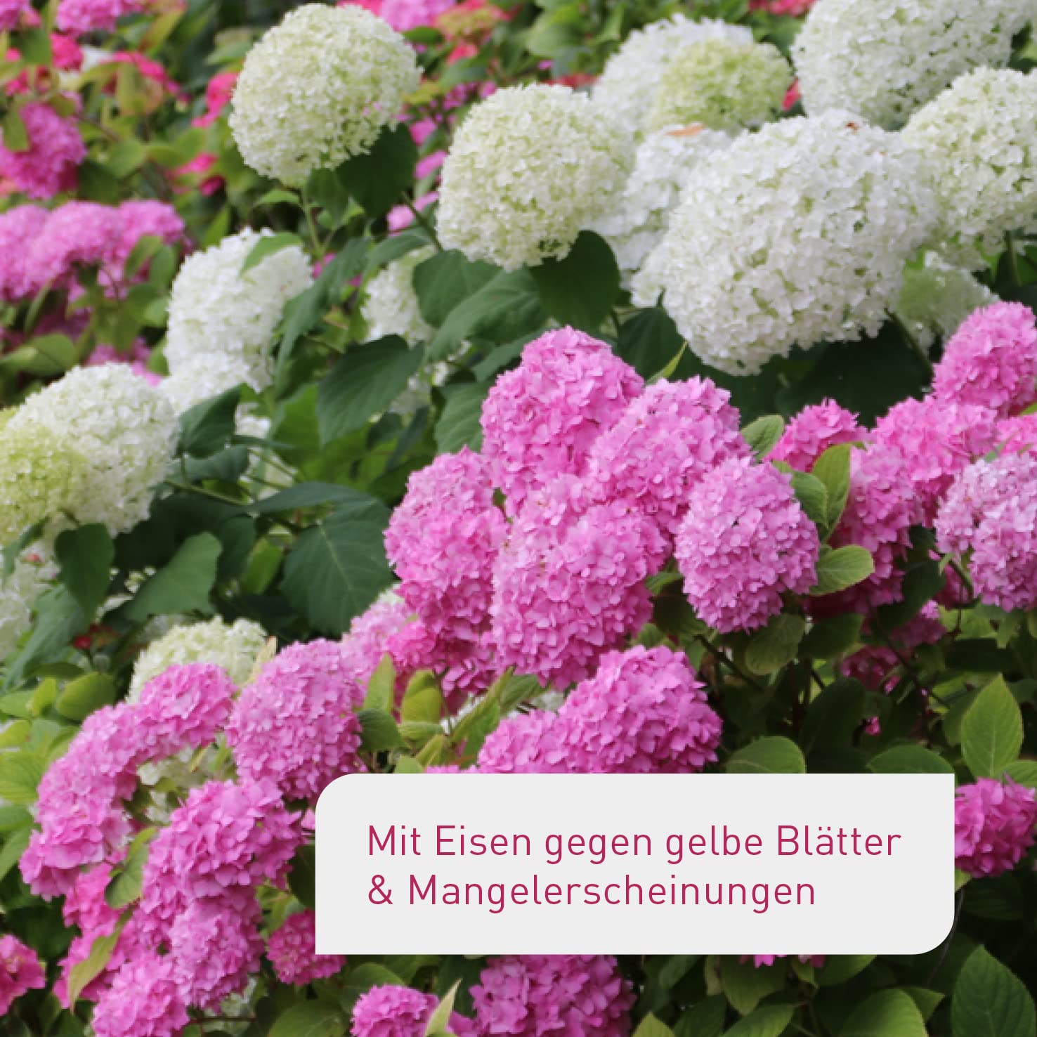 Amazon.de: Plantura: Dnger
