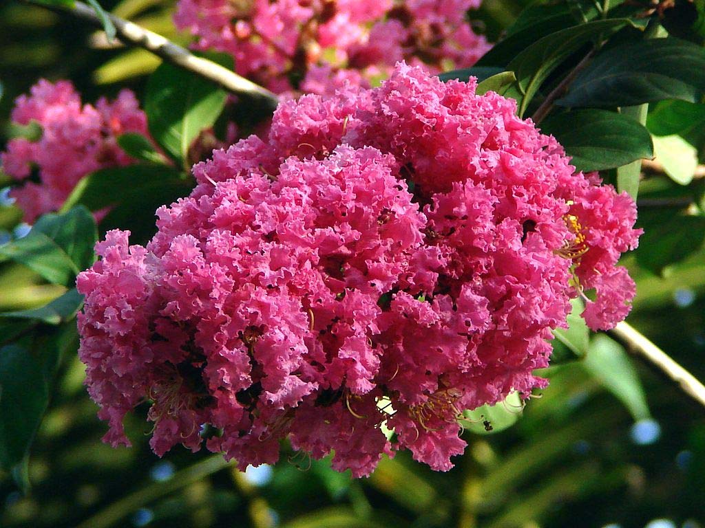 50 Semillas de Arbol de Jupiter (Lagerstroemia indica)