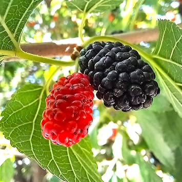 TomorrowSeeds - Black Mulberry Tree Seeds - 200+ Count - for 2026 Planting Morus Nigra Huge Sweet Edible Fruit Red Purple Not White Mullberry Mull Berry BlackBerry Deciduous Perennial Trees