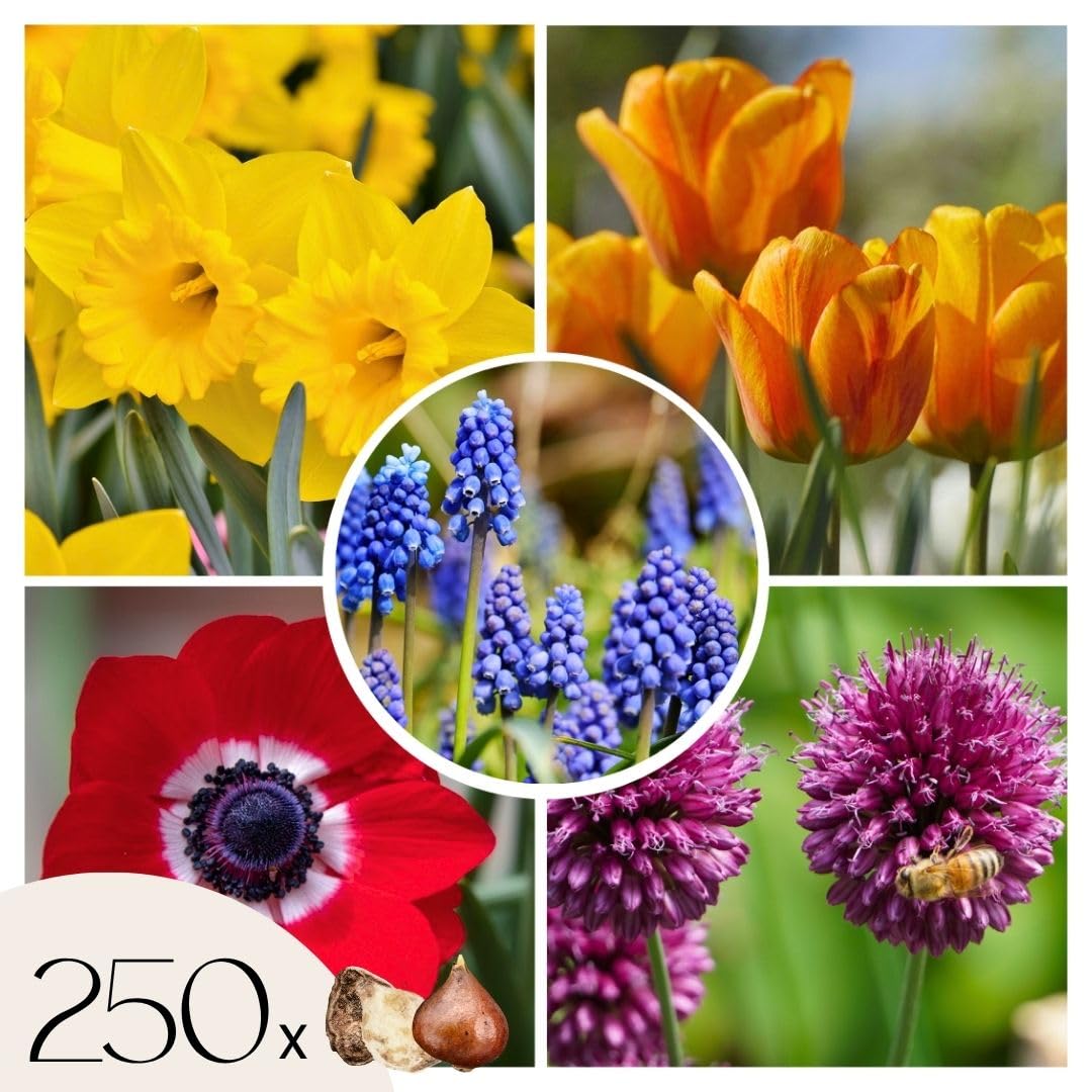Plant in a Box - Bulb Garden Colourfu - Bulbos x250 - Mezcla Alegre de Bulbos de Flores - Tulipán - Anémona - Allium - Muscari