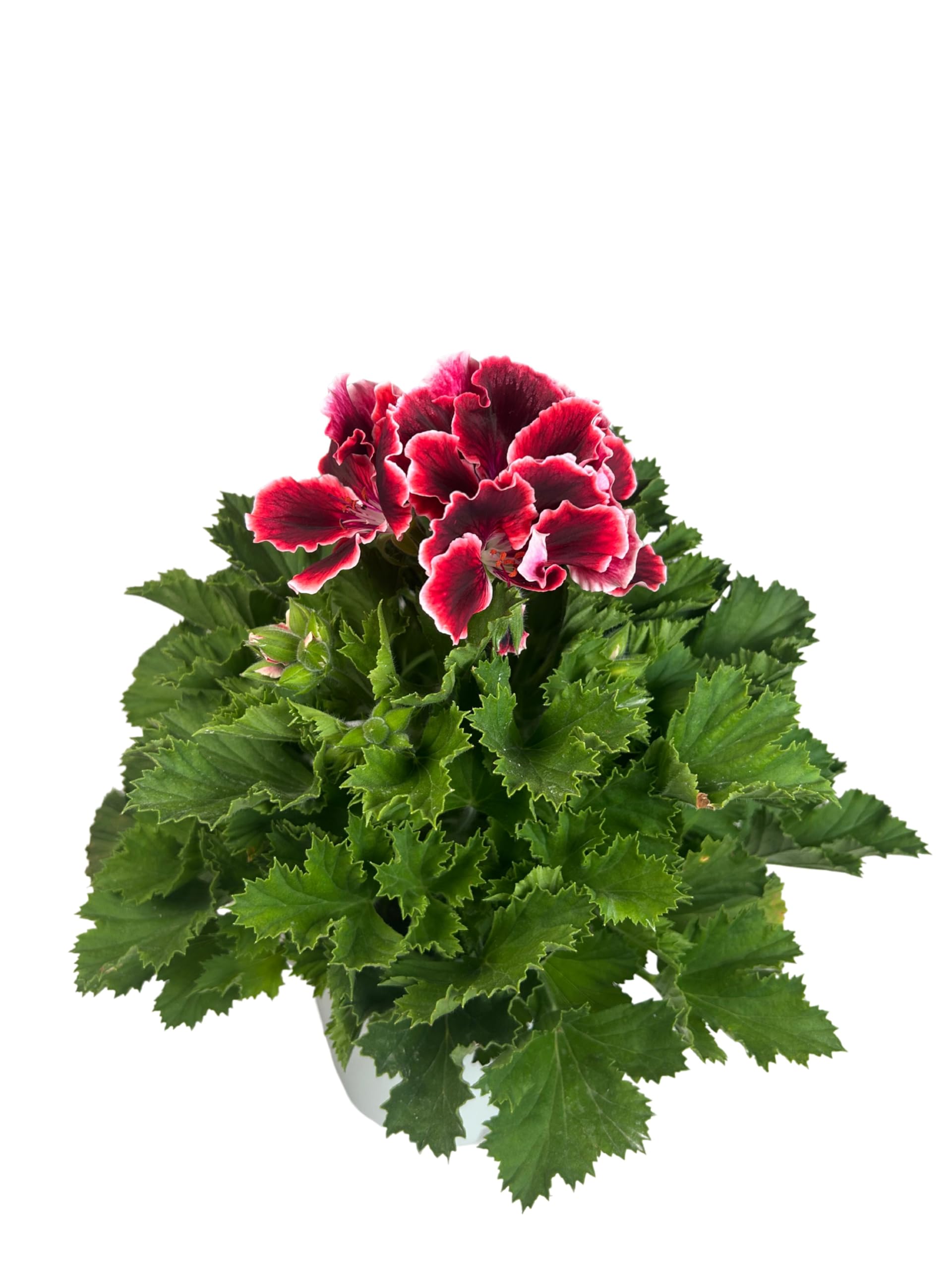 Geranio Pelargonium Grandiflorum, Maceta de 14 cm, Flores Rojas | Planta Natural de exterior, para Terraza y Jardín