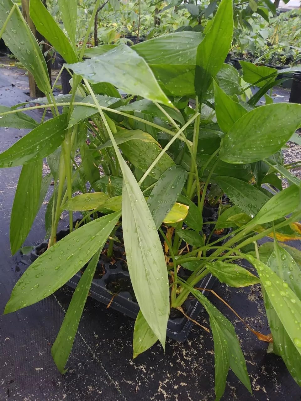 Amazon.com : 3 Rare White Turmeric Starter Plants | 3-6 Inches