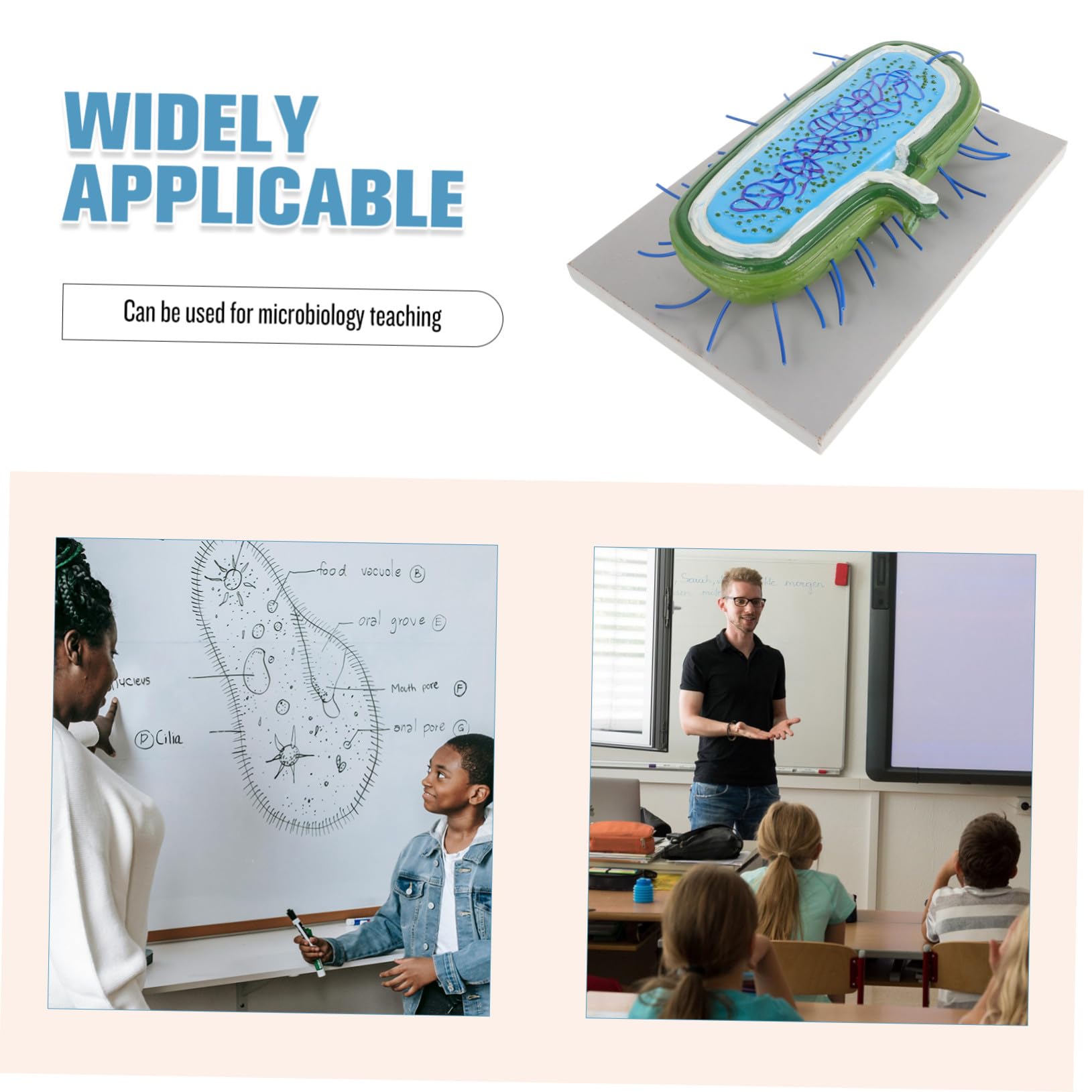 Toddmomy Anatomico di Cellule in Pvc per Insegnamento Biologico Struttura Realistica, Strumento Educativo per Laboratorio e Didattica Scolastica