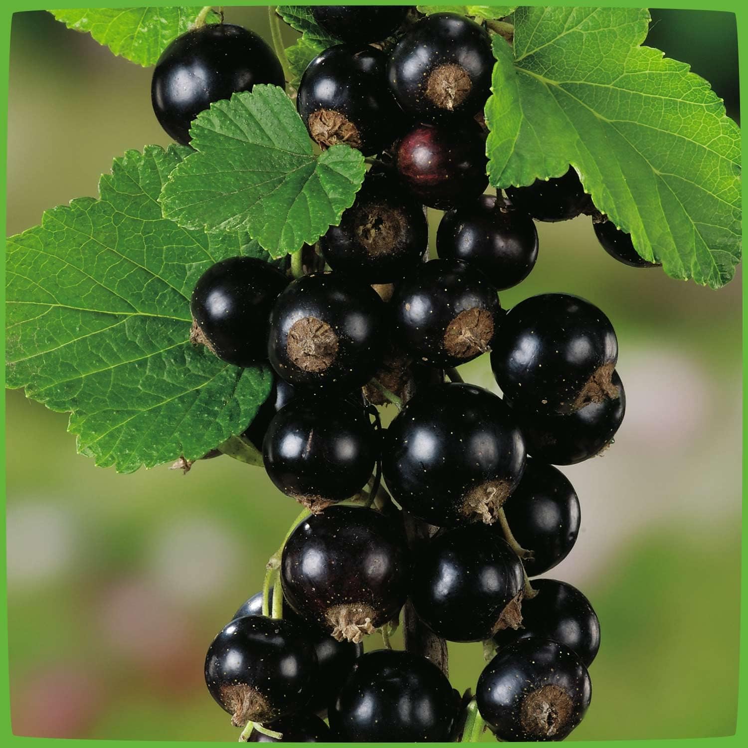 BALDUR Garten Johannisbeeren Schwarze Titania 1 Strauch Ribes baldur-garten-johannisbeeren-schwarze-titania-1-strauch-ribes