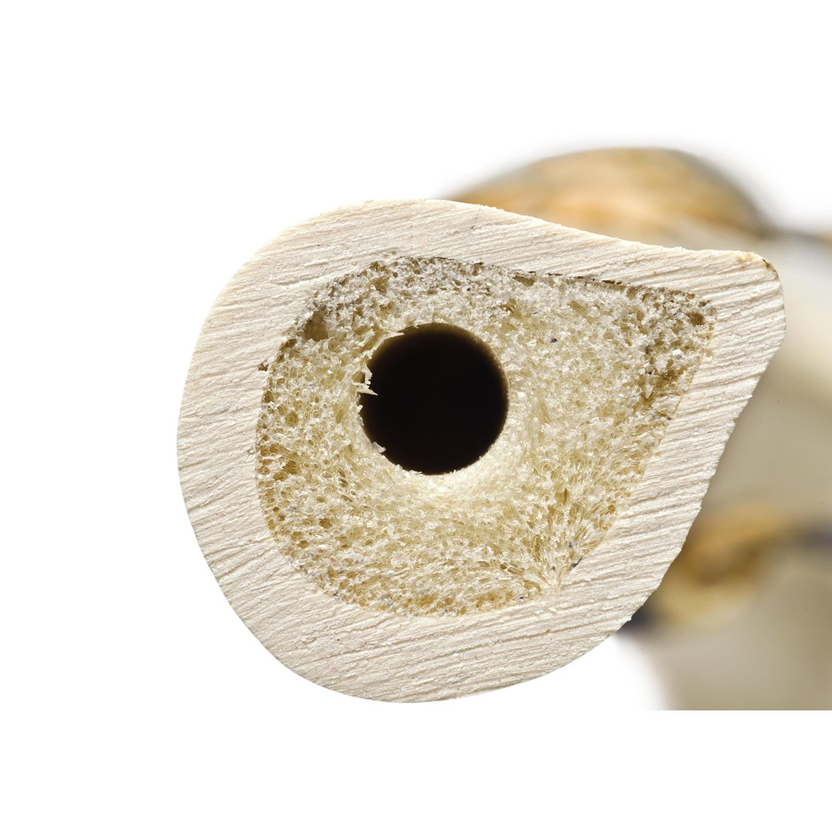 3B Scientific 1005118 Orthobones Right Tibia Bone Model