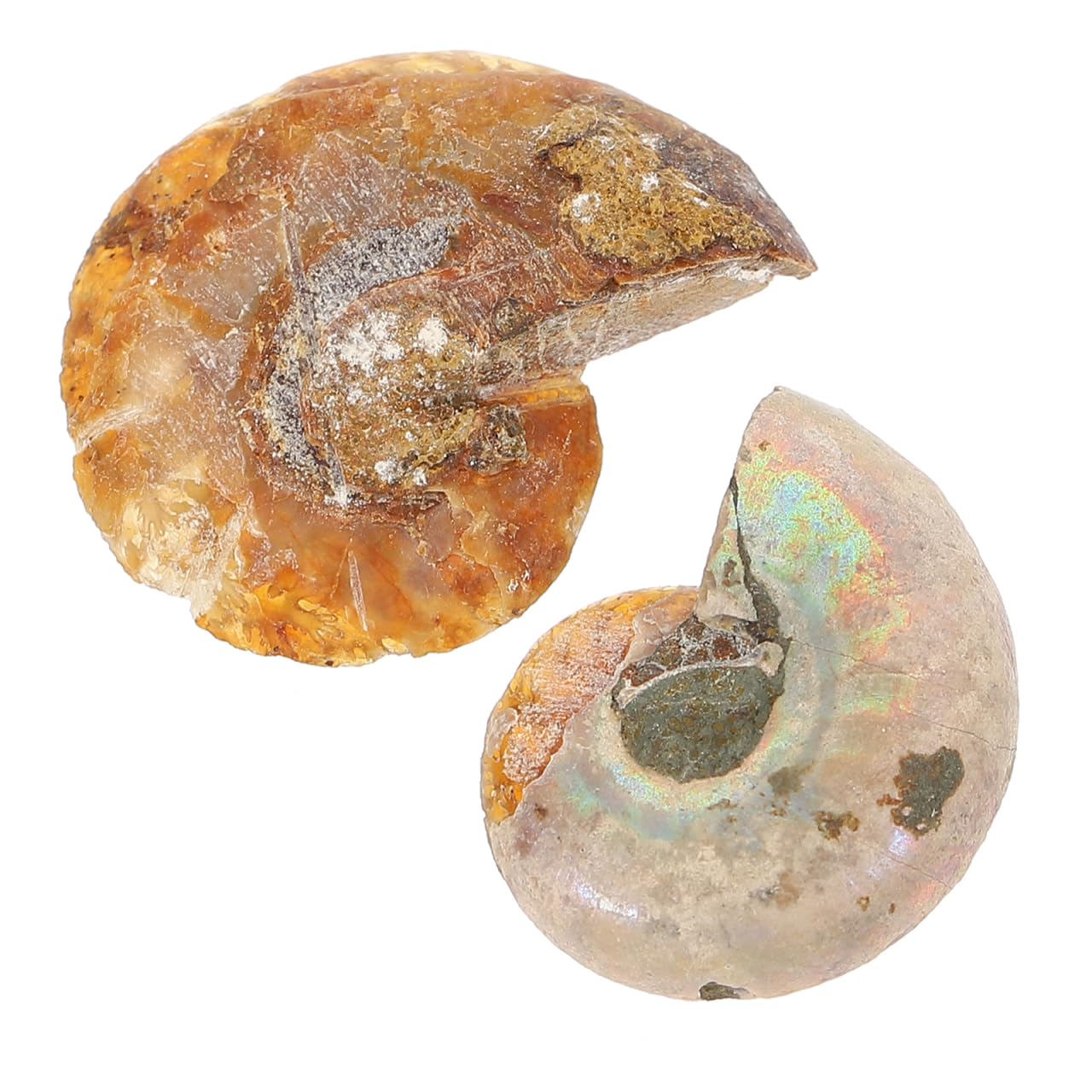 2pièces Fossiles Ammonites Modèle Décoratif Spécimens De Paléontologie Décoration De Table Et Accessoires Pédagogiques