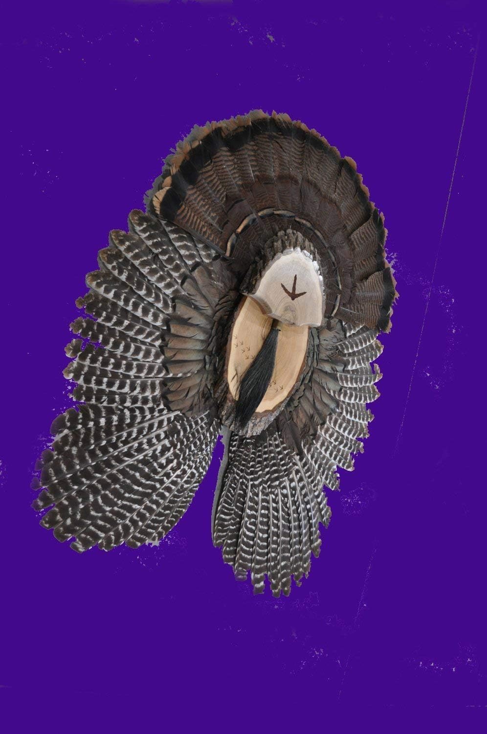 Turkey Fan Plaque/Turkey Mounting Kit/Turkey Hunting Turkey Fan and Beard Mount/Turkey Fan Mount And Display Kit/One Of A Kind Turkey Fan Mount Turkey Fan And Wing Mount