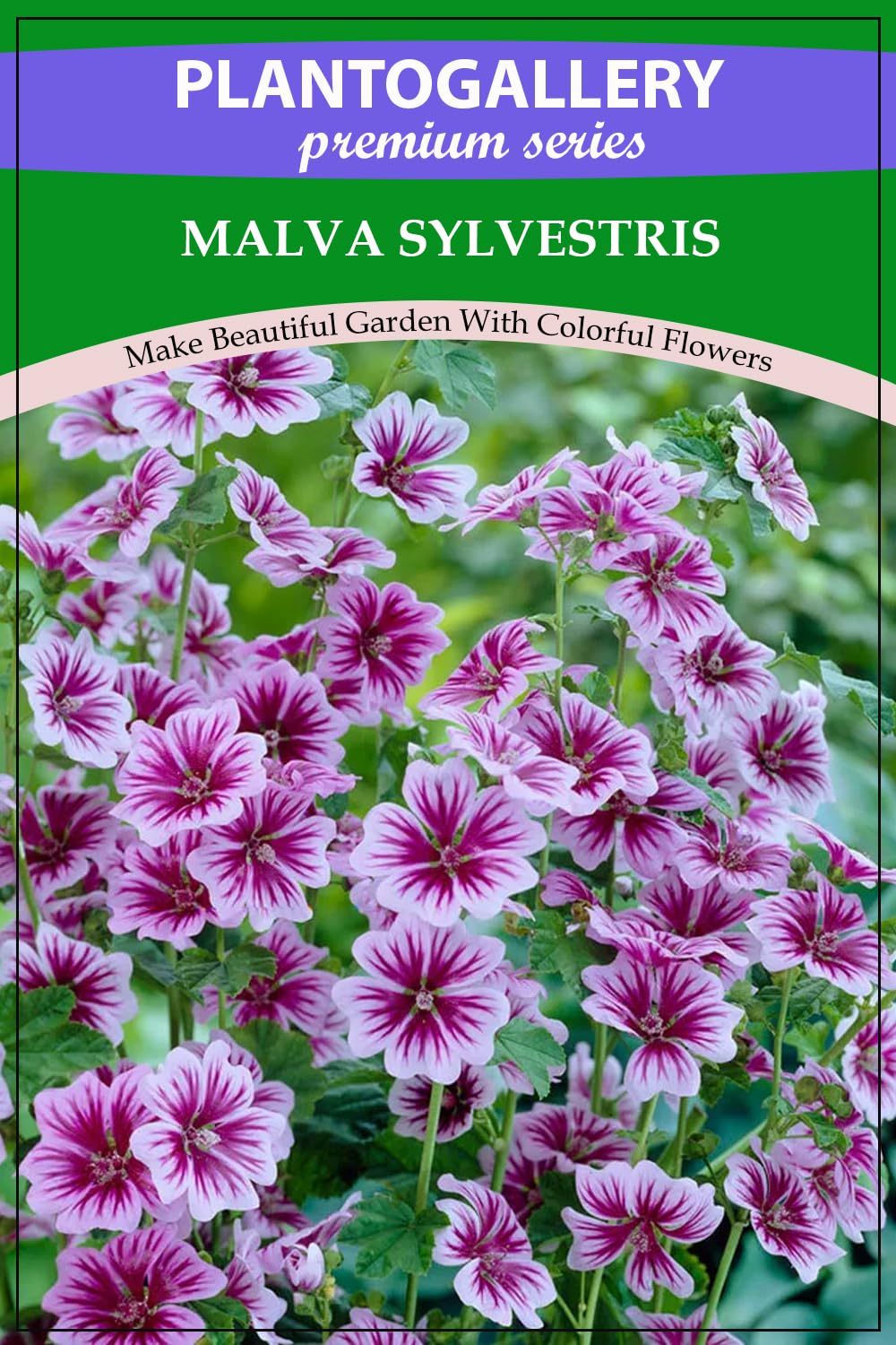 Plantogallery Imported Seeds - Malva Sylvestris Perennial Flower Seeds for Gardening - Pack of 10 Seeds (B0CCK18DLK) Amazon Price History, Amazon Price Tracker