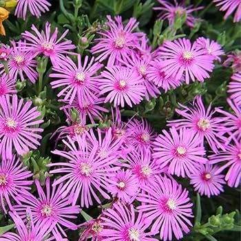 松葉菊いっぱい♪ マツバギク（松葉菊）とは｜育て方がわかる植物図鑑｜みんなの