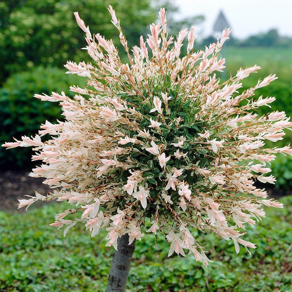 Flamingo Willow Salix 'Kilmarnock' Standard