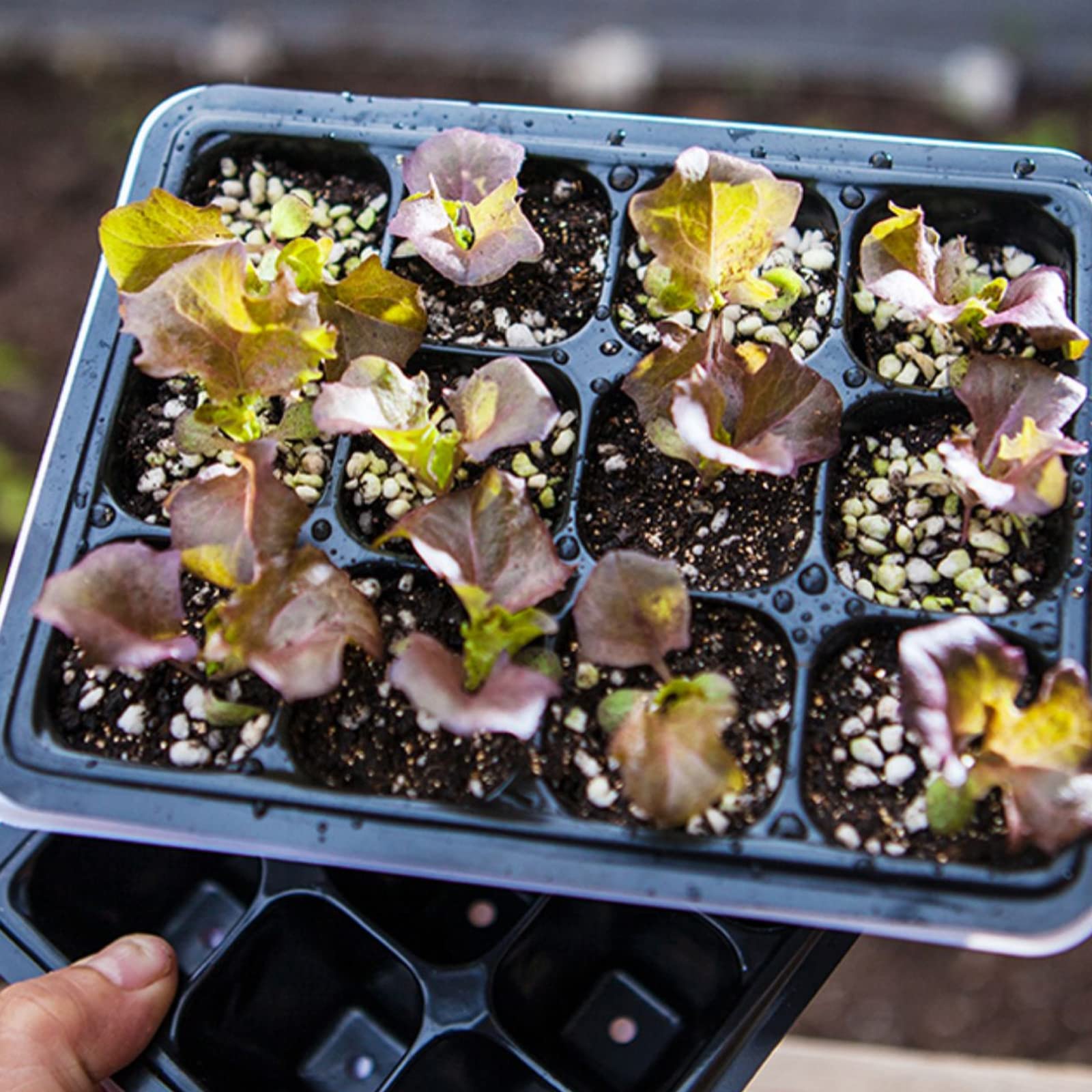 6 Pièces Bac à semis, Mini Serre pour Plantes Intérieure Plateau de Germination à 12 cellules Pépinière Boîte Propagateur avec Couvercle pour Jardin Croissance Semence