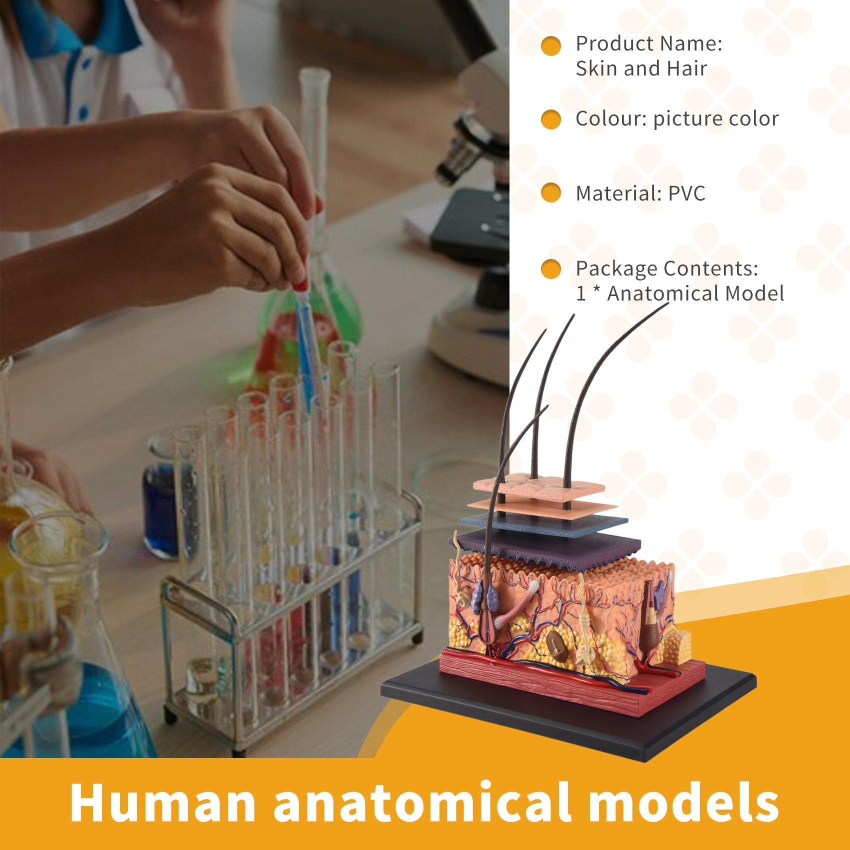 Modello anatomico 4D Pelle, Pelle umana & Hair Organ Anatomy, Puzzle Modello Educativo Scienza Modello Anatomico Assemblare Per L'insegnamento Medico