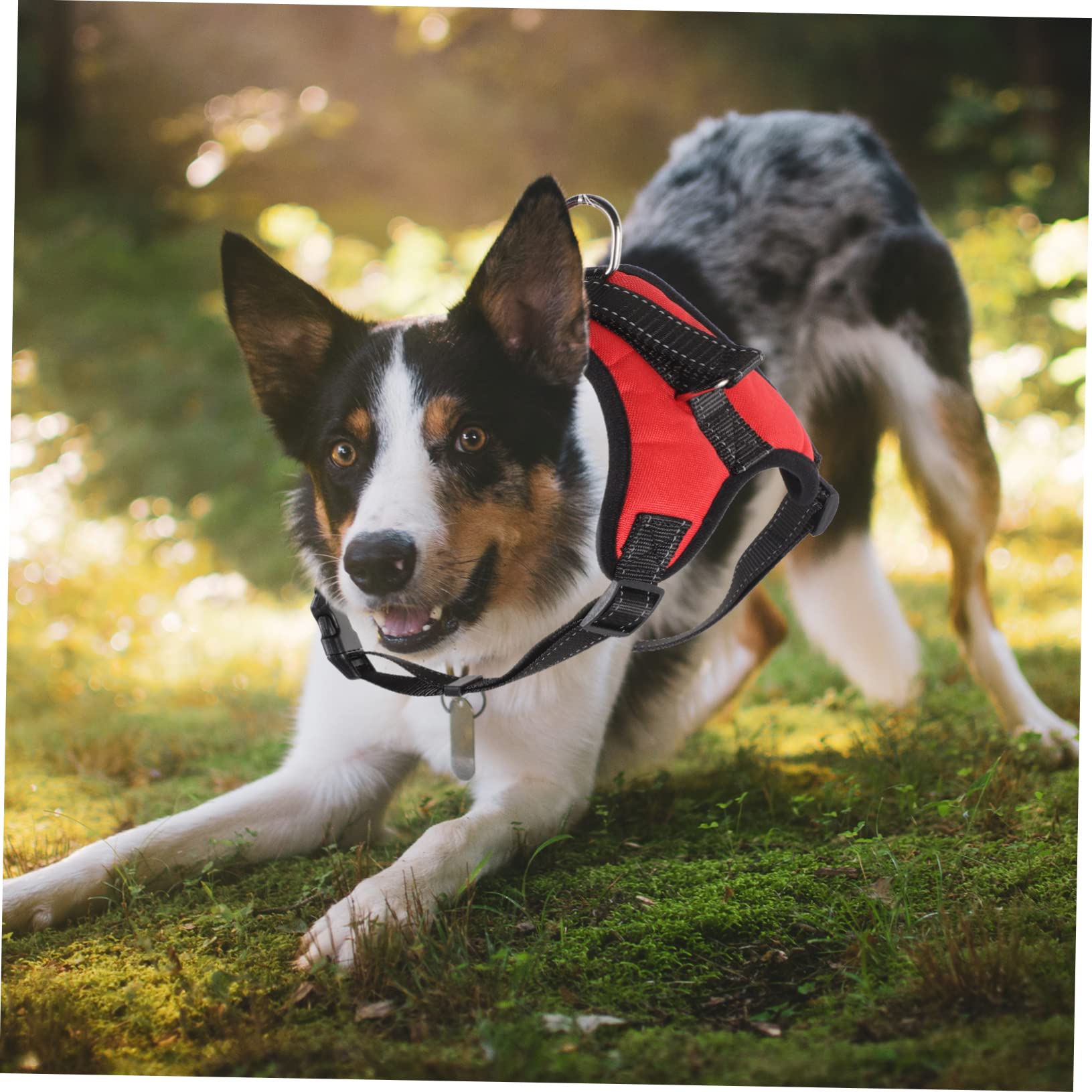 Kisangel Conjunto De 4 Correas Reflectantes De Malla Transpirable para Perros Resistentes Al Desgaste Y Ajustables para Pasear A Tu Mascota.