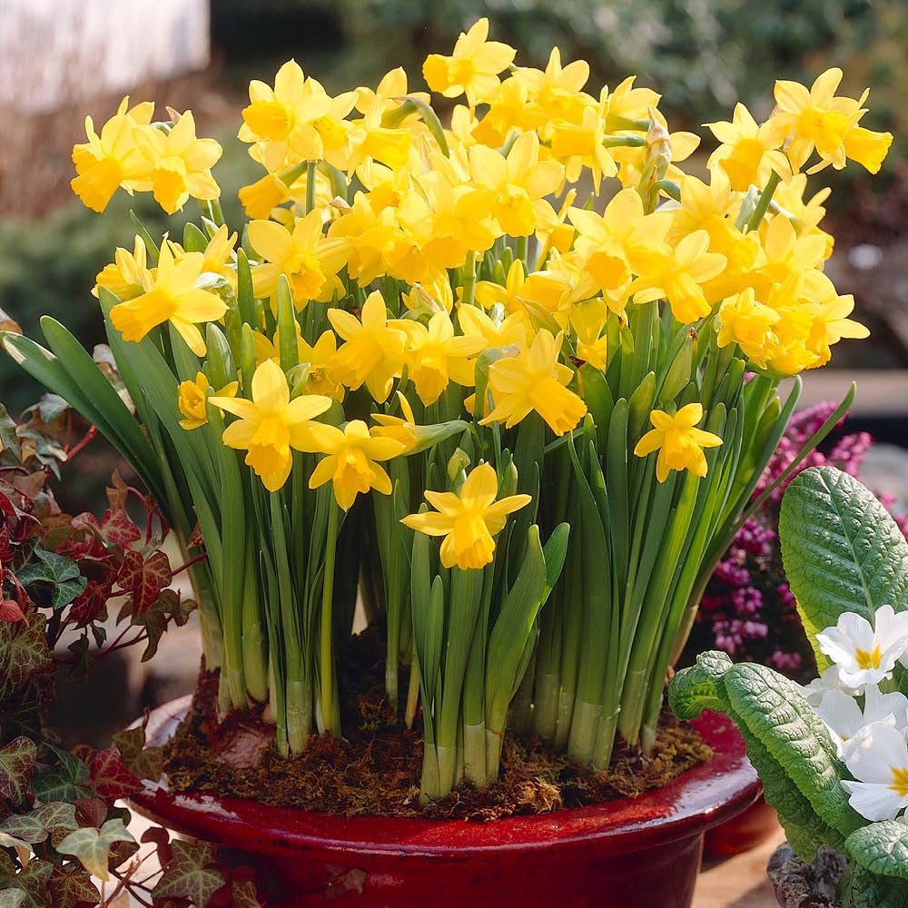 YouGarden Narcissus 'Tete a Tete' Daffodil Bulbs, Pack of 100 Bulbs, Ready to Plant for Early Spring Daffodil Flowers