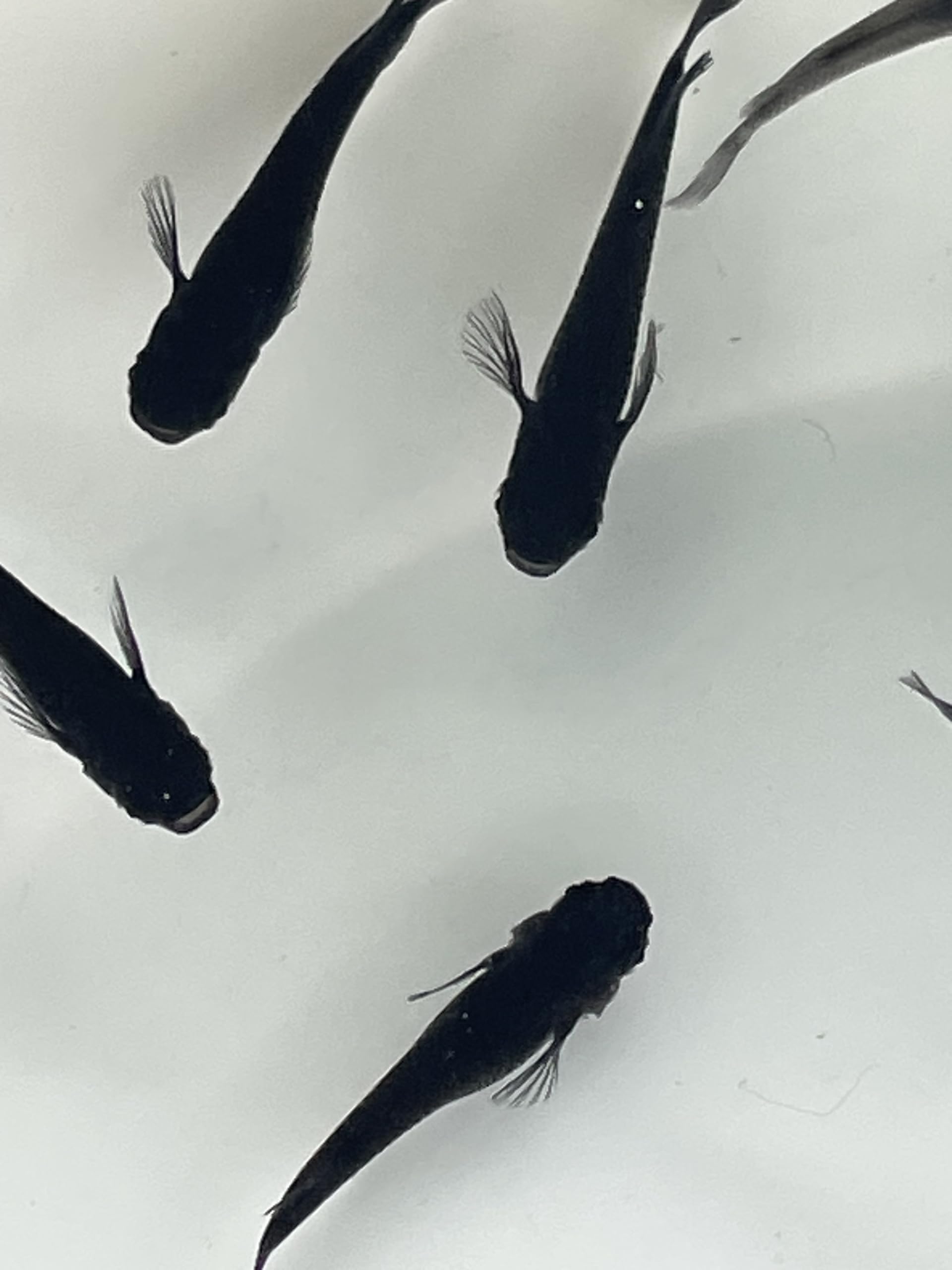 メダカの卵　「六色」「黒天幻龍」 楽天市場】【有精卵10個】メダカの卵 黒天幻龍 【送料無料】めだか