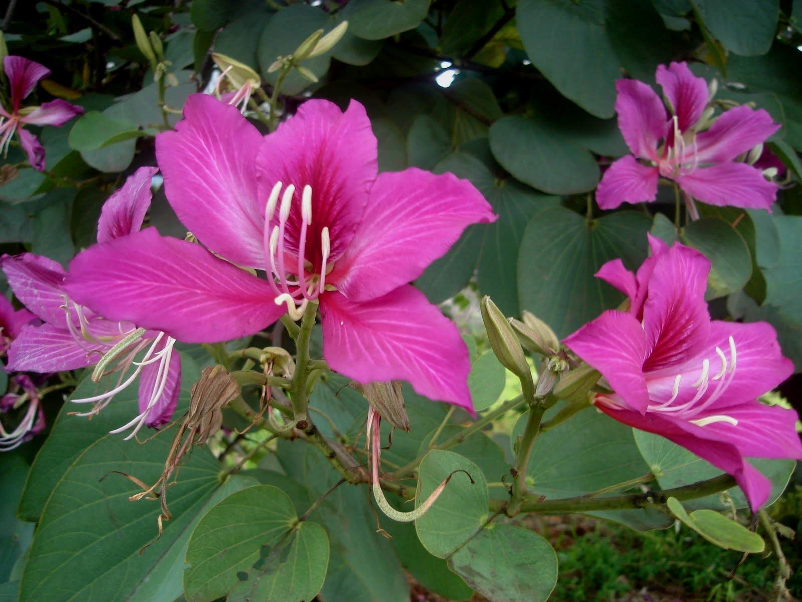 SRI SAI FORESTRY Bauhinia Purpurea Tree Seeds (Purple Orchid, Pink Butterfly) Ornamental Plant Flower Seed for Avenue, Live Fencing, Garden Pack of 100 Seeds (B08LSDPTGD) Amazon Price History, Amazon Price Tracker