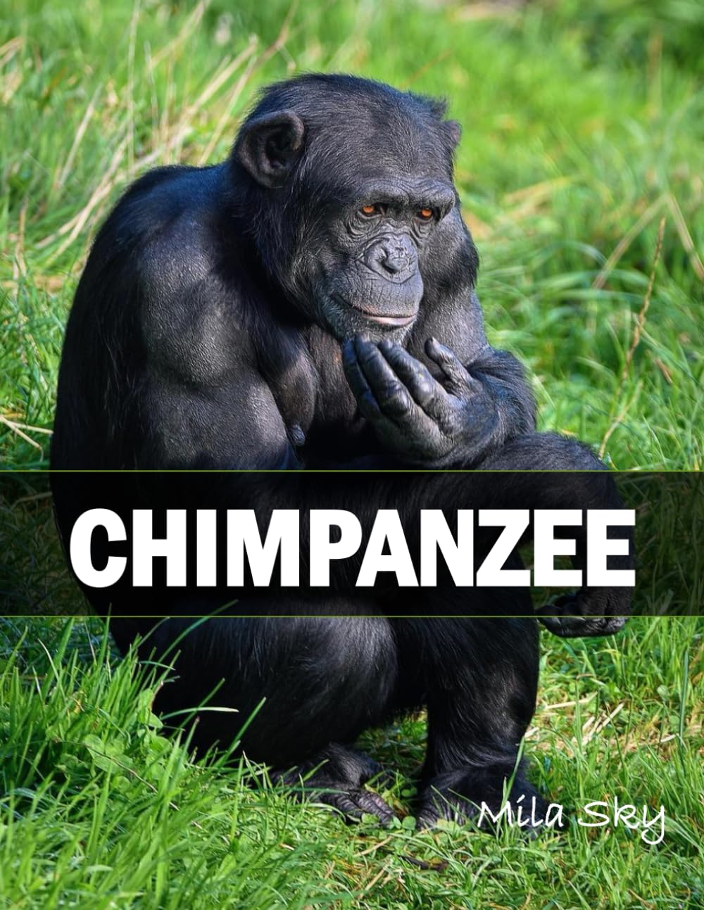 Chimpanzee: A Coffee Table Photo Book for Animal Lovers