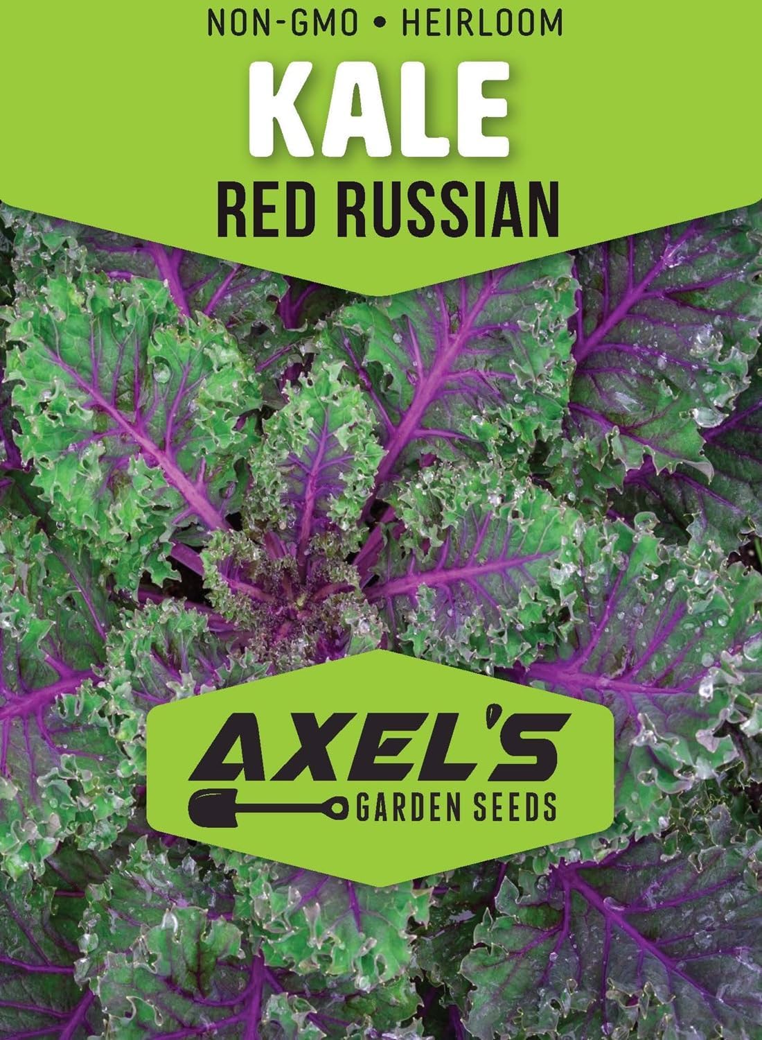 Kale Seeds for Planting - Plant & Grow Heirloom Kale Varieties Home Outdoor Garden – Easy Grow Planting Packet Instructions Included, Great Gardening Gift – 3 Packets of Each Variety