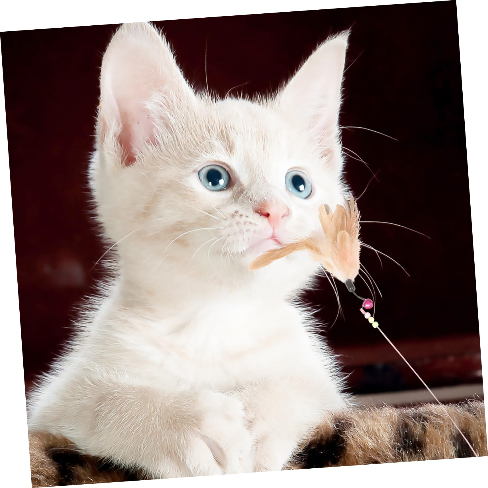 FRCOLOR 32 Piezas Juguete para Gatos Gatito Juguete masticable Catnip Gato Bolas Iris Juguetes Juguetes para Mascotas Juguetes para Mascotas Juguetes para Mascotas favorecido ratón Falso
