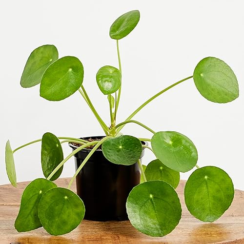 Planta Pilea Peperomdes en maceta de cultivo de 5 pulgadas