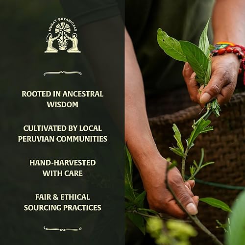 Miniatura 2 de Extracto de maca negra de 1.7 fl oz – Ingrediente a base de plantas andinas para resistencia, concentración y vitalidad | Utilizado tradicionalmente