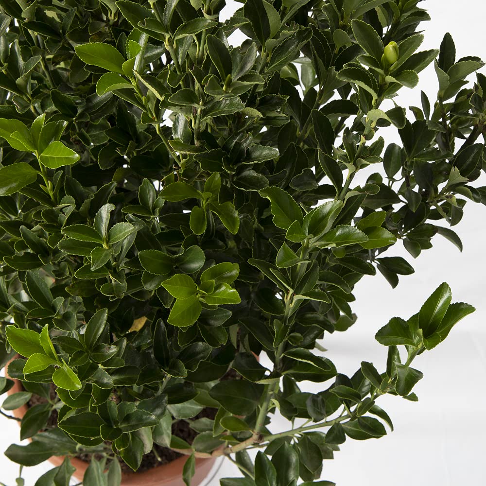 Euonymus Japonicus - Evonyme japonais - Plantes de haie d'extérieur - Vraies Plantes Vertes Naturelles de Jardin Résistantes - H 100-125 cm Pot Ø 30 cm