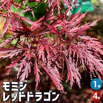 71t0iSNcoCL._AC_UF350,