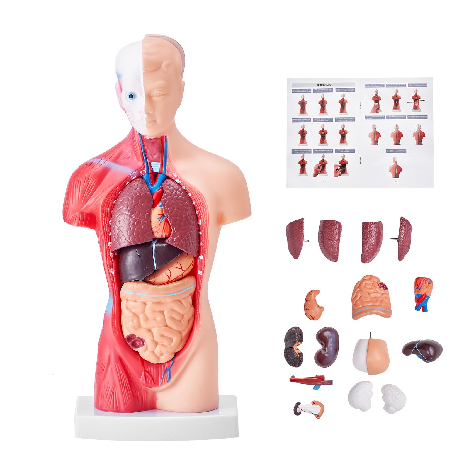 Happybuy Human Body Model, 11-inch with 15 Parts, Anatomical Torso Skeleton Model with Detachable Organs, Educational Teaching Aid for Student Science Learning and School Education Display