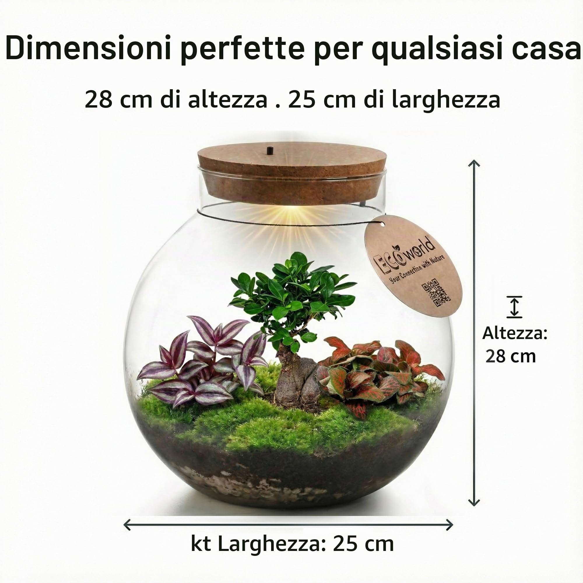 vdvelde.com - Bonsai Terrarium Biodome - Ecoworld giardino in bottiglia con bonsai e mini piante in vetro - piante terrario vetro Ø 25 cm ↥ 28 cm - Mini ecosistema con luce