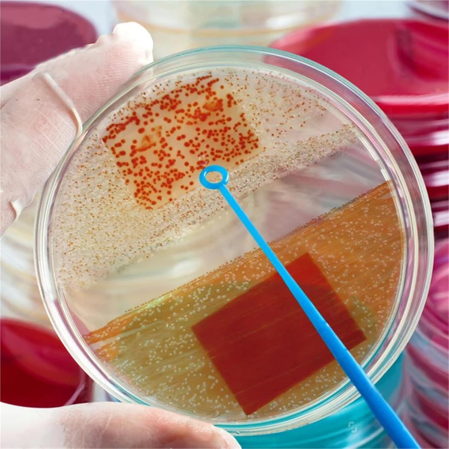 20 Pieces/Pack Lab Culture Dish Disposable Plastic Petri Dish Laboratory Equipment 60/70/90mm(60mm)