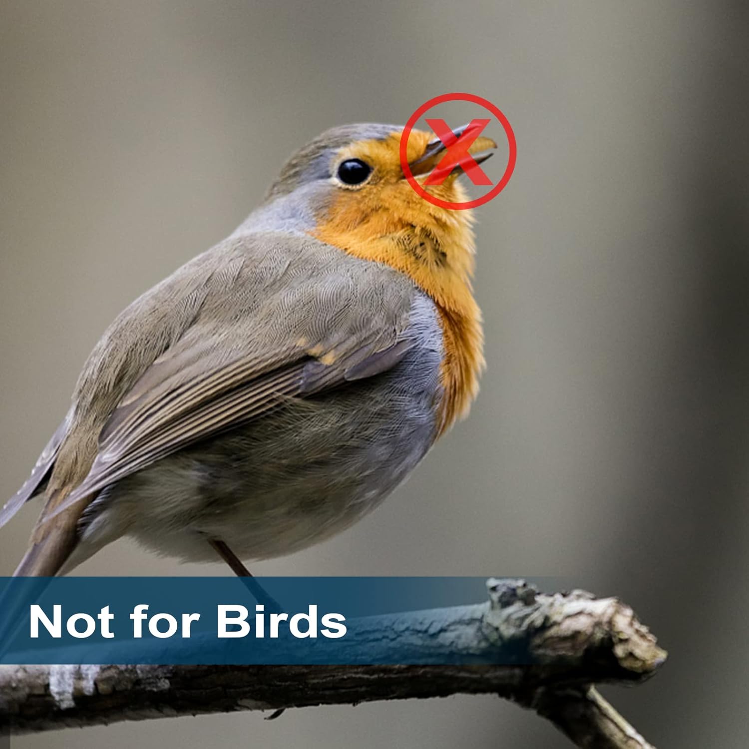 6LBs Natural Dried Soldier Fly Larvae 85XMore Calcium Than Dried Meal Worm, Euchirus Non-GMO Grub BSF Larvae Treat for Chicken,Duck,Geese,Turkey, Quail