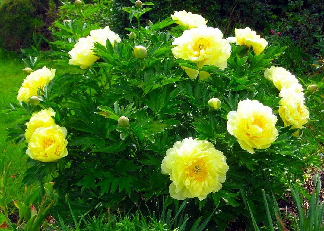Live Plant - Bartzella Intersectional ITOH Tree Peony- Lemon Yellow Blooms - 2-3 Eye Bareroot - Flowering Plant