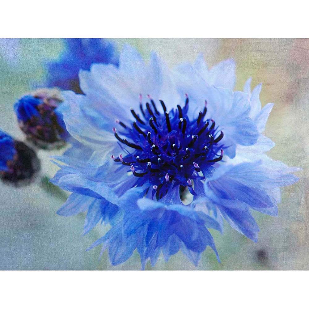 Cornflower Flower Blue Bloom Art Print Poster Wall Decor 12X16 Inch