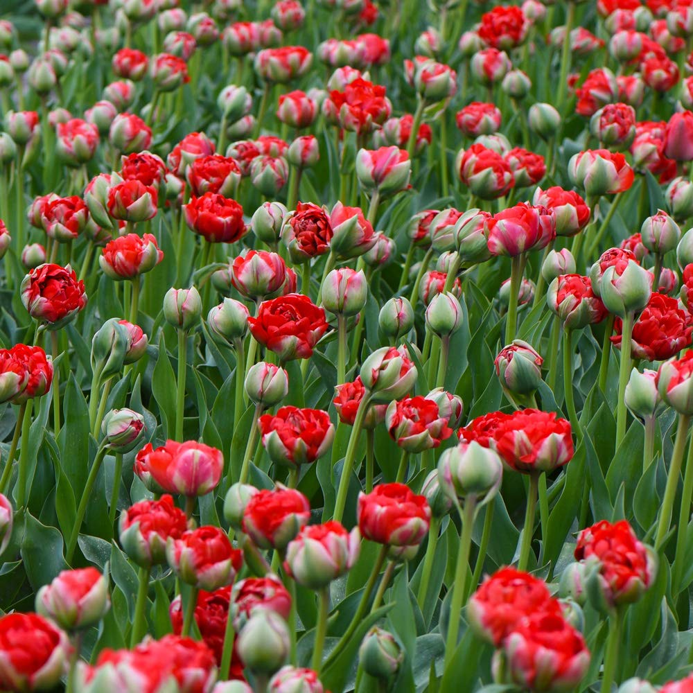 Tulip Bulbs Tulipa Boombastic Red Hardy Peony-Shaped Vivid Red Flowers Sturdy Stems Perfect for Beds, Borders and Containers 20 x Tulip Bulbs by Thompson and Morgan