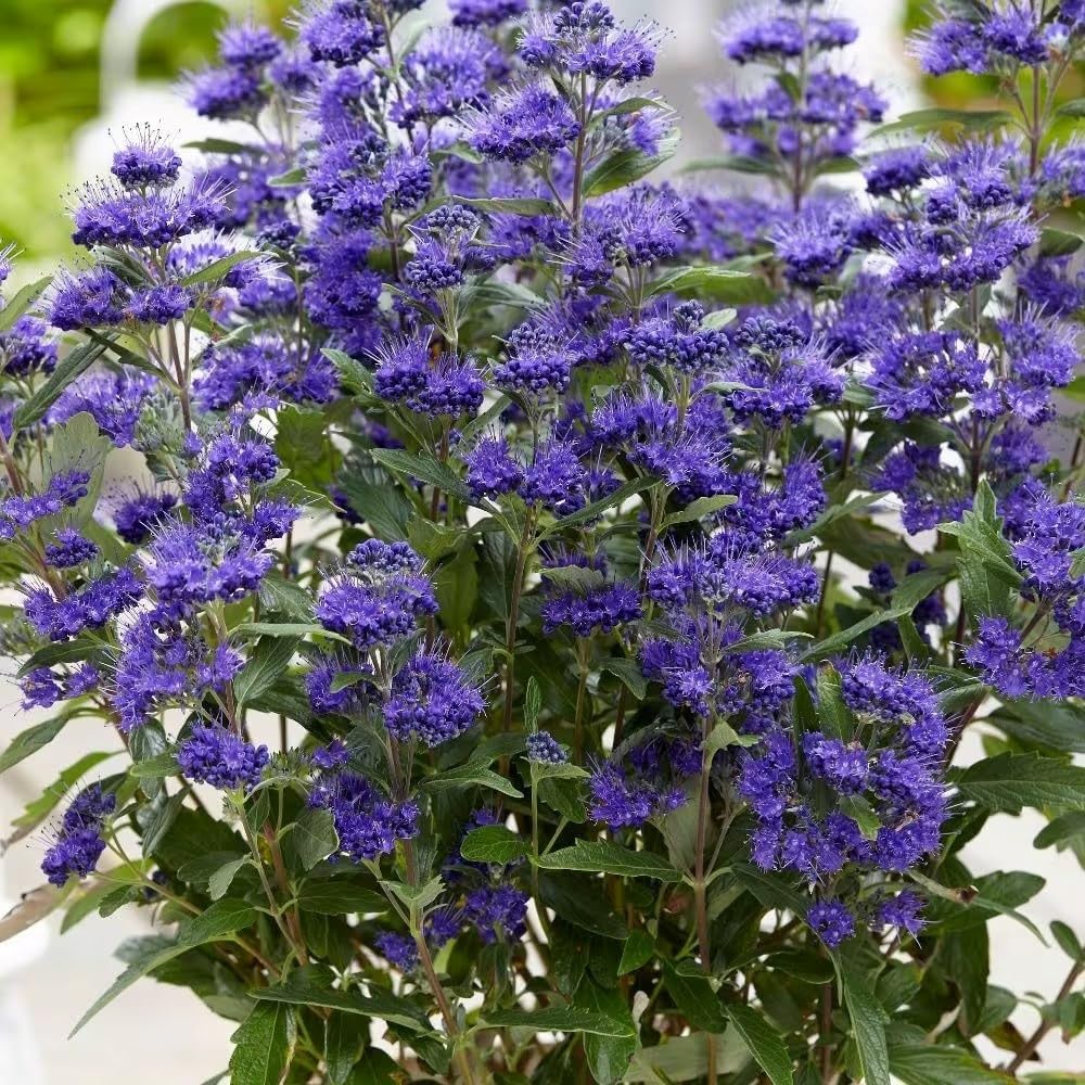 Plant Theory Grand Bleu Bluebeard Caryopteris x Clandonensis Shrub Plant 2L Pot