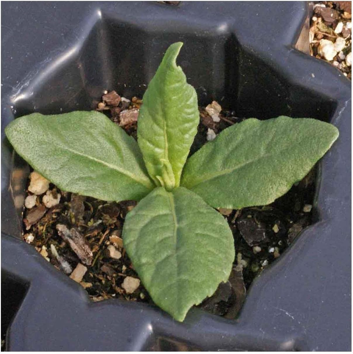 Everwilde Farms - 1 Oz Common Ironweed Native Wildflower Seeds - Gold Vault
