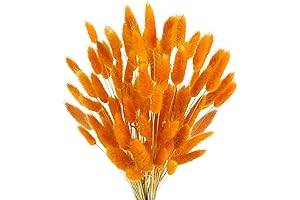 100PCS Dried Orange Bunny Tails Preserved Flower