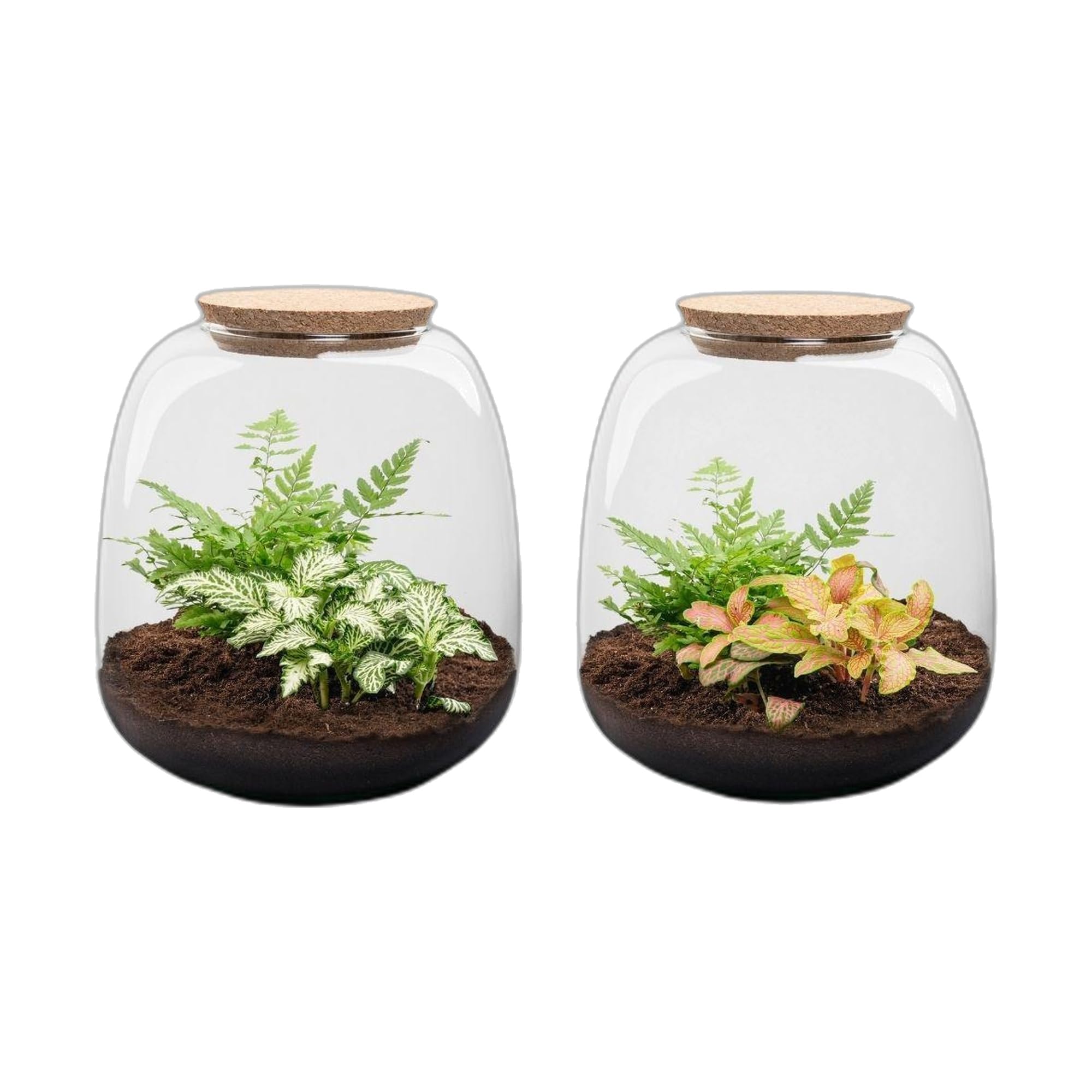 Terrario de Plantas de Cristal, Kit DIY de Interior, Verde, 20x19 cm