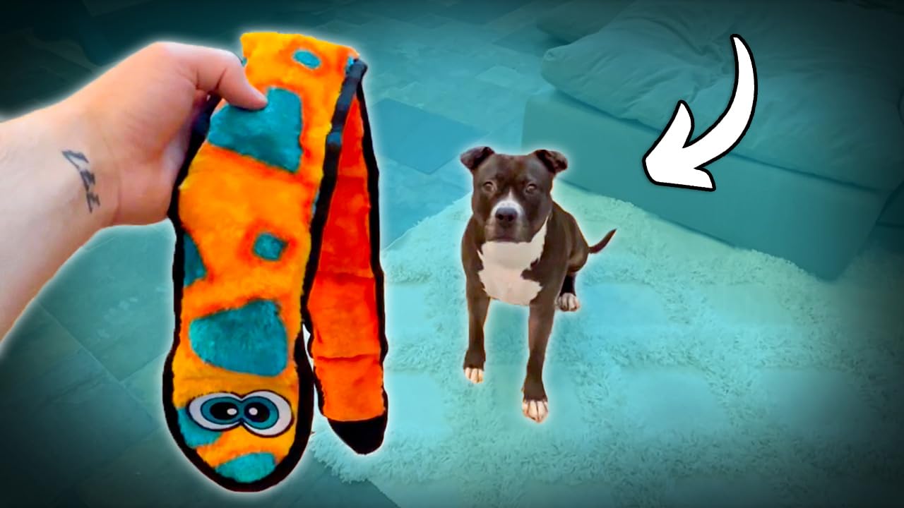 Watch Invincibles Snake Dog Toy - Review and Test on Amazon Live