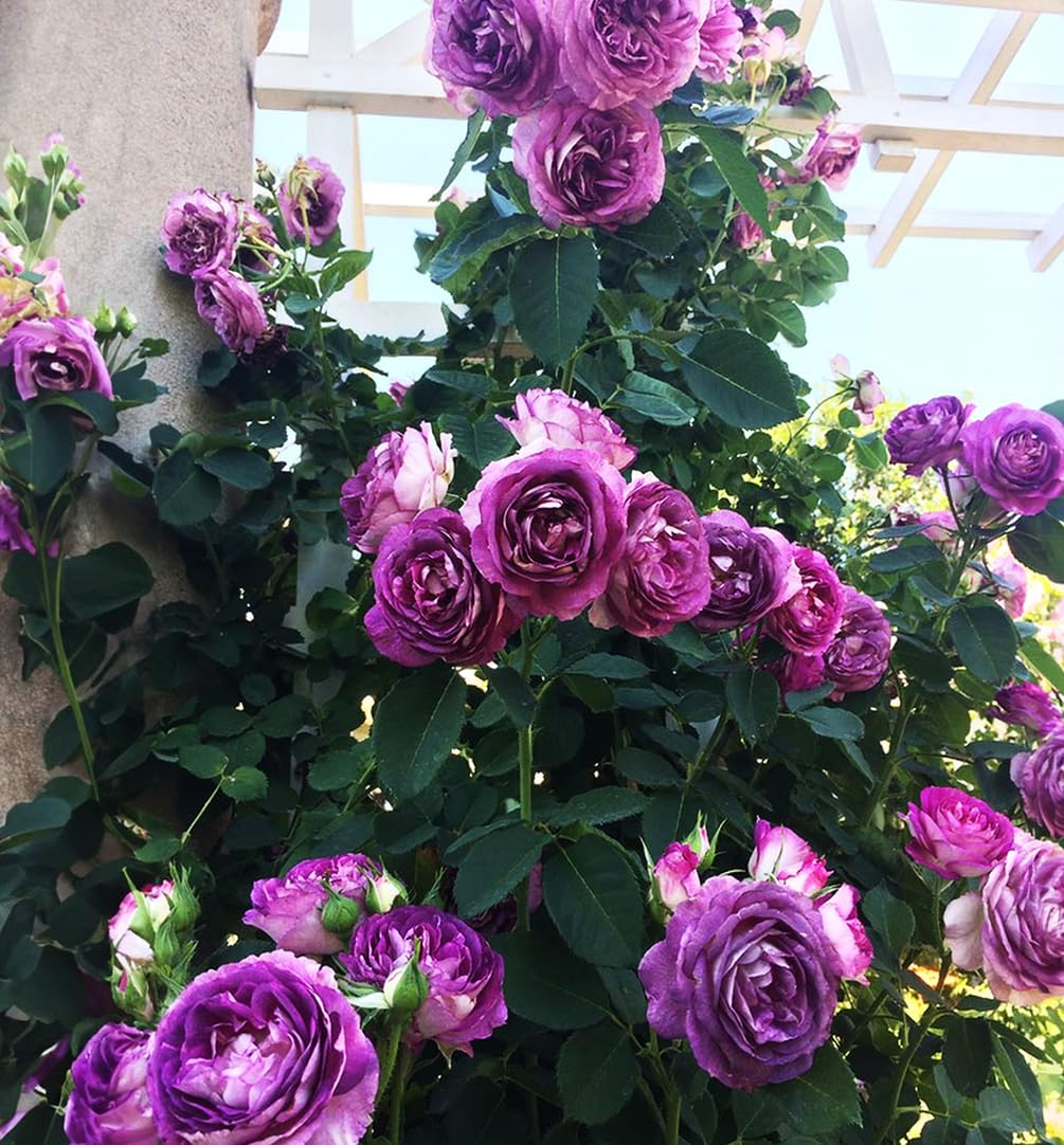 ローズ&ハーブ Amazon.com : Hybrid Mixed Color Climbing Rose Rosa Bush Vine
