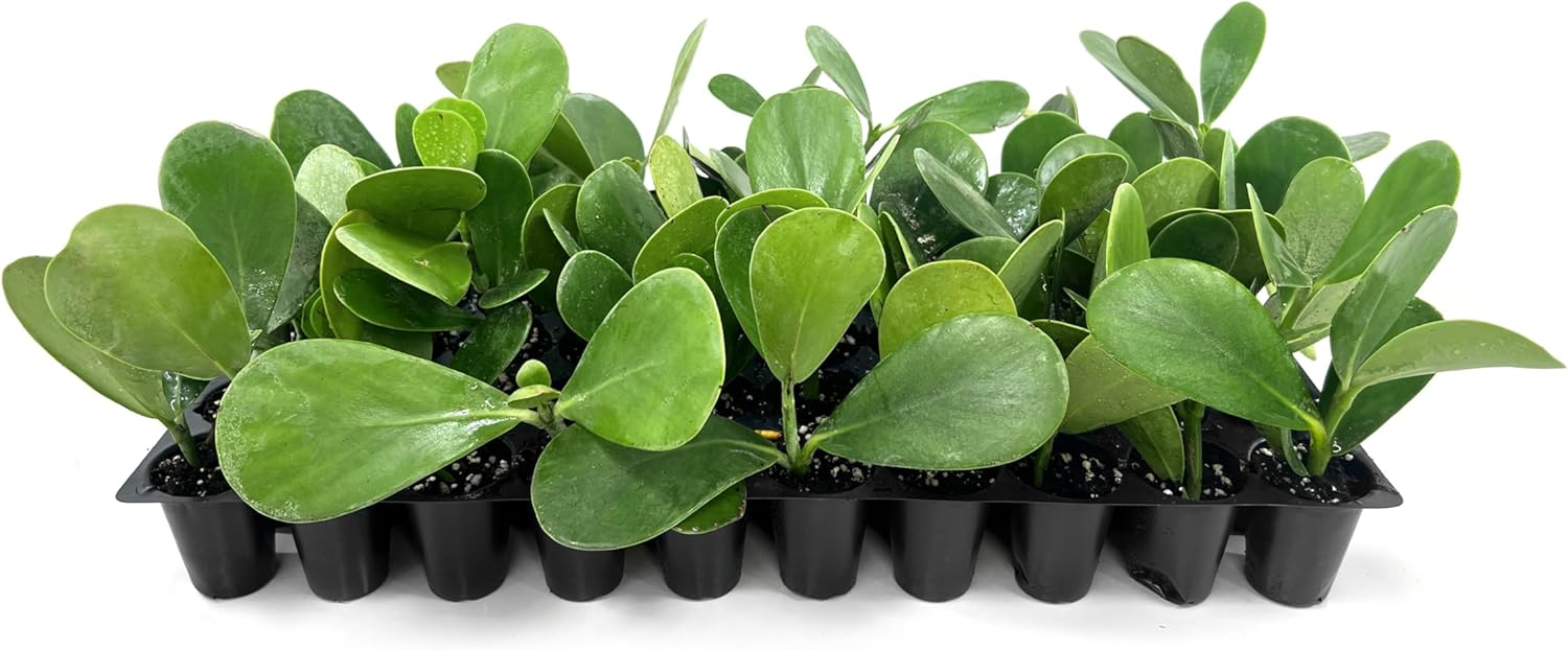 Clusia Guttifera Small Leaf | 30 Live Plants | Clusia guttifera | Privacy Hedge Plants | Evergreen Shrub for Tropical Landscaping