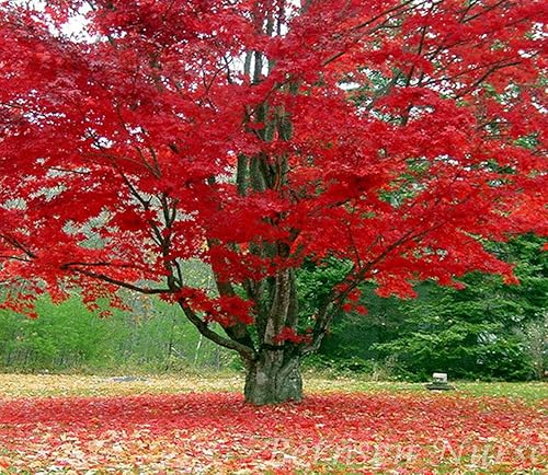 Froze - 5 arces rojos - Plántulas de 12-24'' de altura - Plantas vivas - Acer rubrum