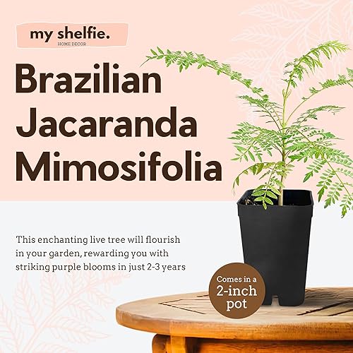 Miniatura 2 de Jacaranda mimosifolia  Árbol de Jacaranda azul  Árbol bonsái de 3 a 4 pulgadas de alto  Planta de inicio