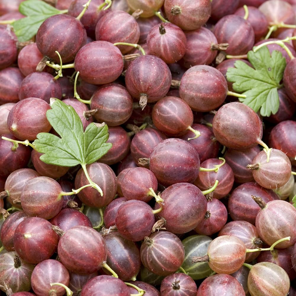 YouGarden Gooseberry Bush 'Hinnomaki Red' in a 1.7L Pot Fruit Bush