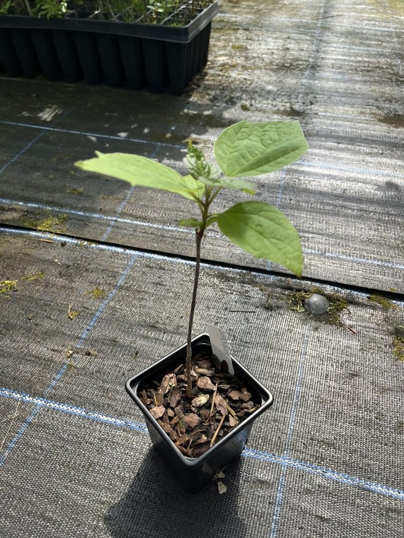 Indian Bean Tree - Catalpa bignonioides - 20/40cm Sapling - 9cm Pot