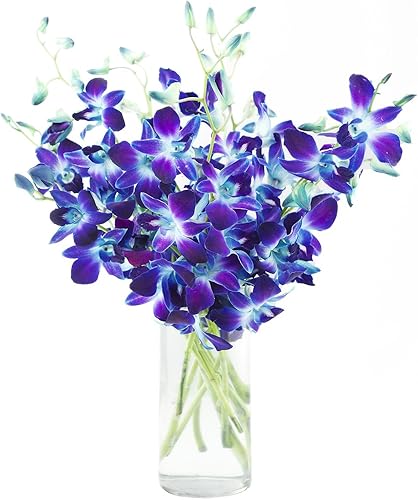 Miniatura 14 de Flores frescas recién cortadas, orquídeas Dendrobium púrpuras con jarrón Morado con un toque de blanco