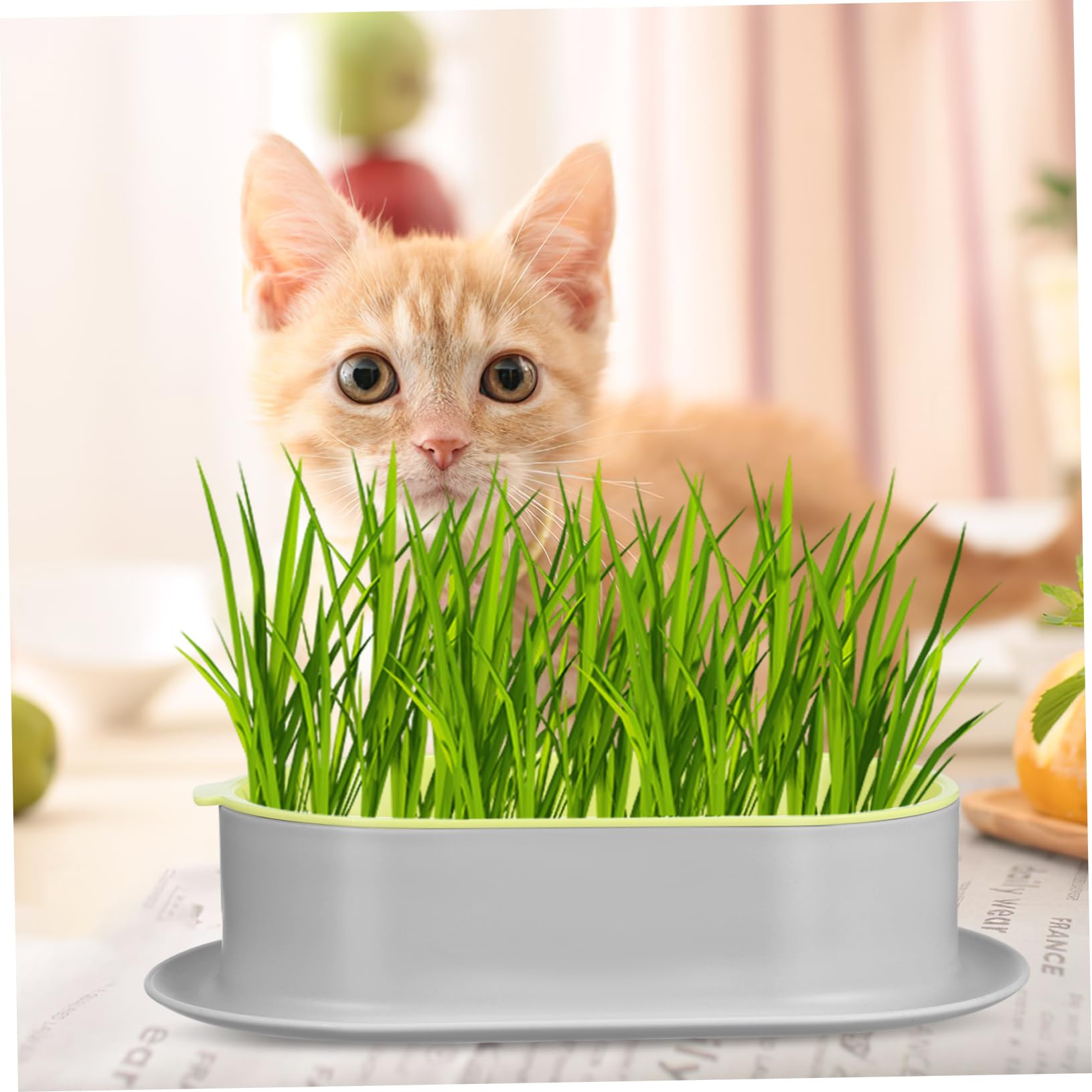 Vaso Idroponico Per Erba Gatta - Kit Per Coltivazione Erba Per Gatti, Senza Terra (Design A Strati)