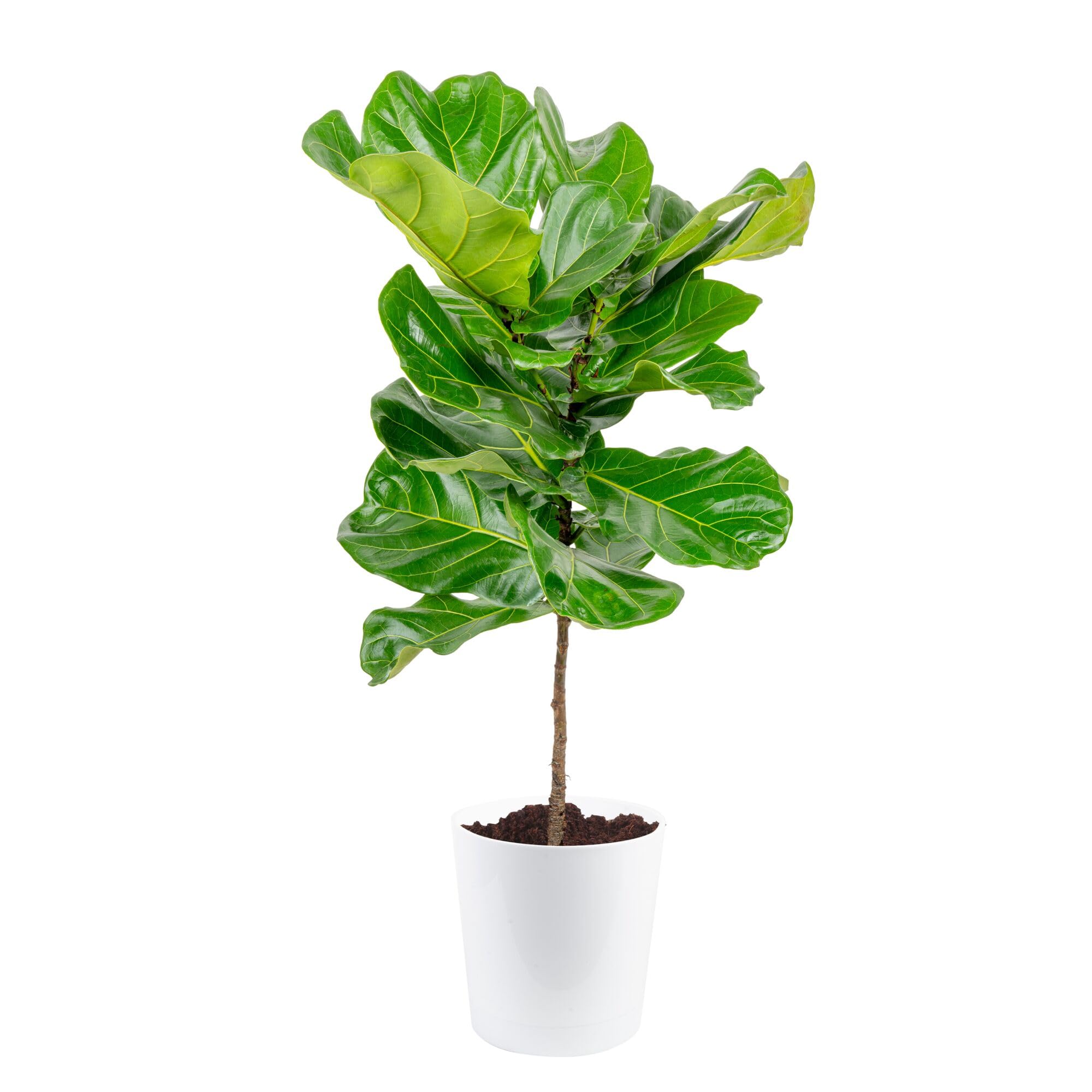 Costa Farms Fiddle Leaf Fig, Live Indoor Plant, Floor Plant, Statement Tree