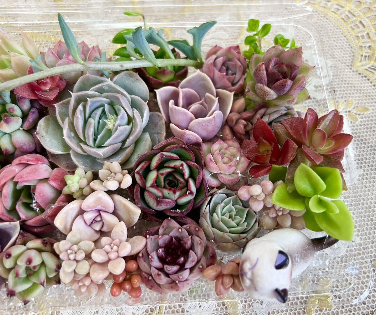 Amazon.co.jp: カラフル＆モリモリ多肉植物寄せ植えセット⑤ : ホーム