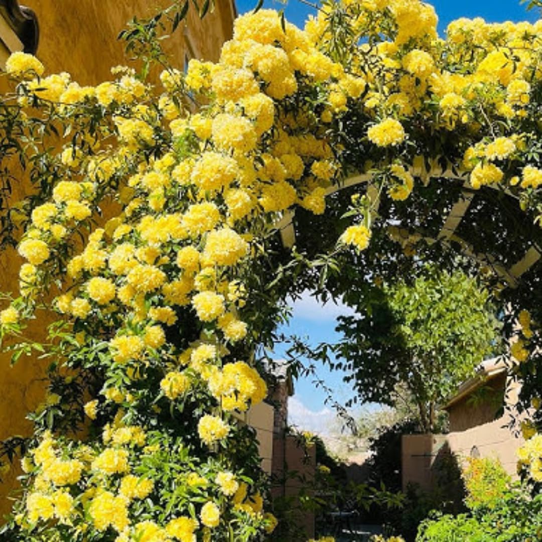 Lady Banks Yellow Climbing Rose – Live Plant Rosa Banksiae Lutea, Full Gallon - View #4